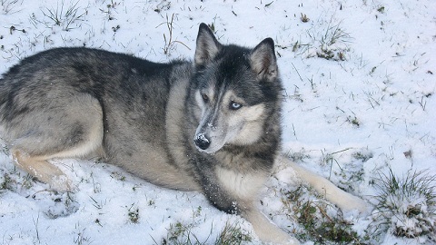 Luna im Schnee