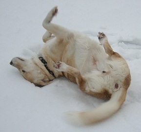 Bonnie im Schnee